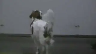Lumi 2 Dogdance Frozenland Freestyle Dogs
