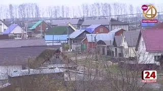 Дикие лисы выходят в город