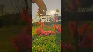 village evening view #ytshorts #song #shortsyoutube #music #punjabi #nature
