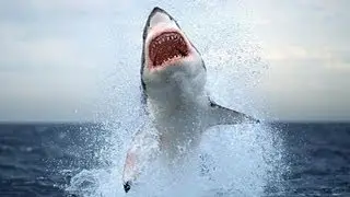 FUNNY FAILS 2016