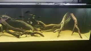 L95 pinecone plecos