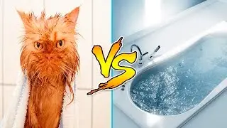 Cats Vs Water - Cats Falling In Water - Funny Cats 2016 - Funny Cat Bathing Compilation Part 2