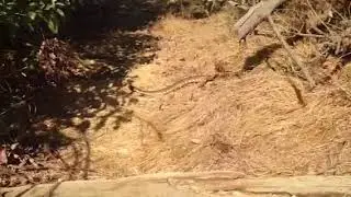 GRIFFITH PARK RATTLESNAKE (A BIGGUN')