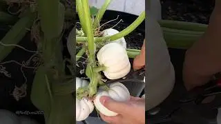How to grow white pumpkin 🎃 plant | सफ़ेद कद्दू बीज से अपने टैरेस गार्डन में कैसे उगाएं #shorts
