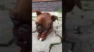 Вкусная косточка
