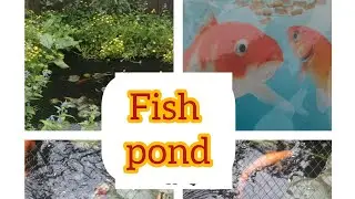 Fish Pond 🇬🇧 🇧🇩  Bagan