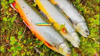 Røyefiske - Oppdagelsesferd i Høyfjellet