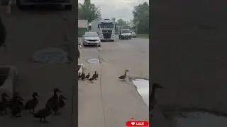 УТКА СПАСАЕТ УТЯТ