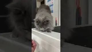 Самая красивая кошка России.