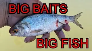 BIG LIVE BAITS ON THE OHIO RIVER