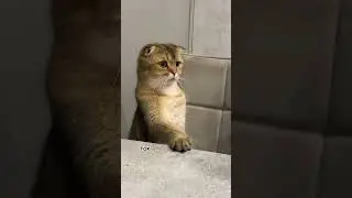 Срочно лосося