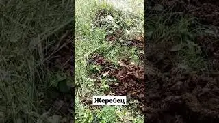 жеребец