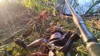 рибалка на кормаки.Почистився ставок #рибалка #fishing #короп #умань