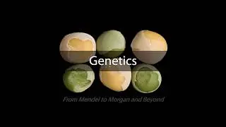 BIOL101 Genetics Part 1