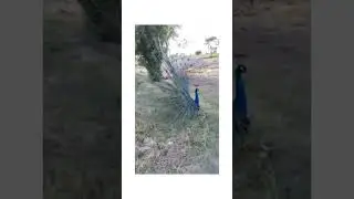 #animalshorts