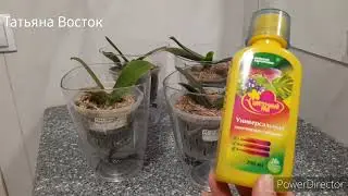 Подкормка для роста подростков орхидей!