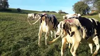 Гуночинхои   сари сина.