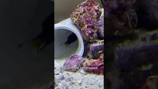 My Mantis Shrimps unlikely friend!