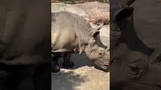 hippos 🦛🤗 #hippopotamus #zoo #fypシ
