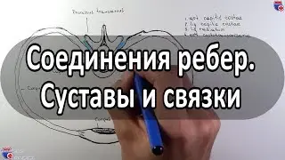 Анатомия суставов и связок ребер - meduniver.com