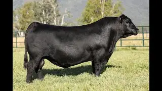 Lot 8 - Montana Lifeline 3028