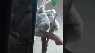 Koala running at the columbus zoo #animal #bringingthezootoyou #animals #zoo #columbuszoo
