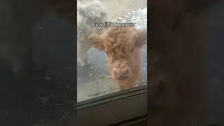 Baby cow beggars! 😂 #shorts #cow #cute #babyanimals