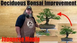 Deciduous Bonsai Improvement - Arakawa Maple - Greenwood Bonsai