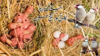 Fown Java sparrow Breeding progress || Breeding season 2024-25