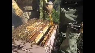 REVISIÓN DE UNA COLMENA LA PEÑITA