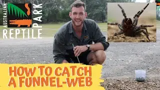 HOW TO CATCH A FUNNEL-WEB SPIDER! | The Australian Reptile Park