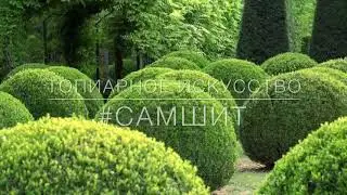 #самшит: топиарное искусство