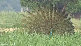 नाचता हुआ मोर, विहंगम दृश्य ❤ #peacock #youtubeindia #love #peacockdance #nature #look #video