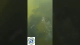 Amazing underwater feeding frenzy!!! Stripers! #fish #fishing #nature #outdoors #bass #trout #shorts