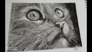 portrait sketch | cat sketch | Instagram reel | cat portrait | realistic sketch |