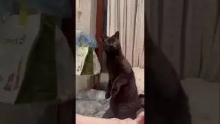 O GATO ALFREDO 😂