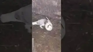 #армянские голуби #pigeon 🇦🇲✌️