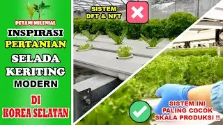 PERTANIAN SELADA KERITING MODERN DI KOREA SELATAN | INSPIRASI PERTANIAN | PETANI MILENIAL