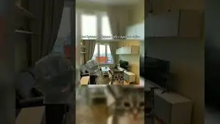 Пов: Британец покупает  кота с русского сайта 