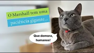 O Marshall tem uma paciência gigante…  #gatos #gatosfofos#gatofalante #gatoquefala #trigatos