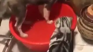 успокойся псина