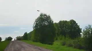 выпуск черного коршуна