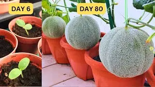 How to grow cantaloupes from seeds  in 80 days! Fertigation method.