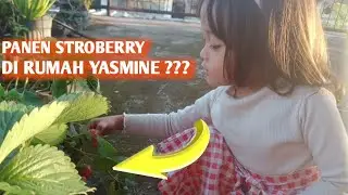 Bermain Ambil Buah Stroberry di Rumah Yasmine || Yasmine and Family