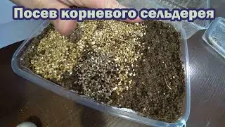 В начале февраля сеем корневой сельдерей на стратификацию