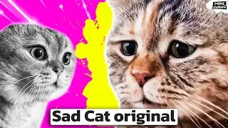 Sad Cat Meowing Meme. I found the original