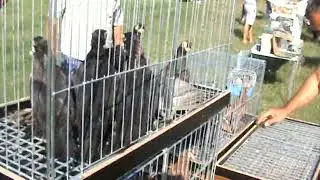 Ярмарка голубей г.Славянск-на-Кубани 17.07.2022г. 4часть