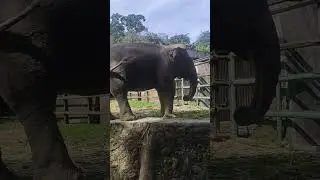 Gajah, Ragunan #gajah #elephant #shorts #story