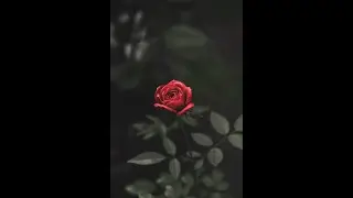 Mit dir (Liebeslied)