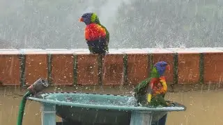 Birds in the Rain - Rainbow Lorikeets & Pigeons